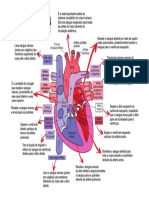 Sistema Circulatório Do Coração
