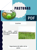 Pasturas