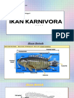 Ikan Karnivora Ikan Karnivora: Mirah Afiza Nurazizah - C3401201015