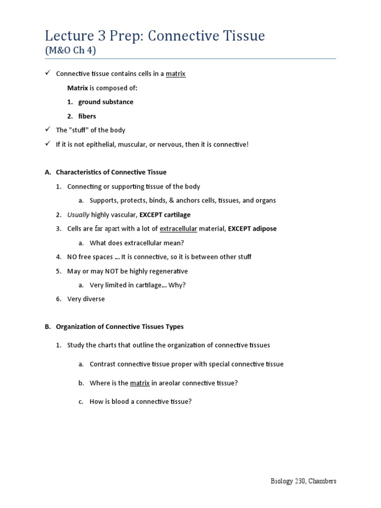 Lecture 3 Prep, Connective Tissues, 230, UPDATED | PDF | Connective ...