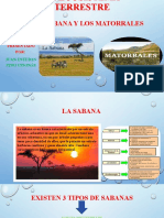 Ecosistemas terrestres: La sabana y los matorrales