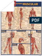 Anatomia - Resumão Músculos