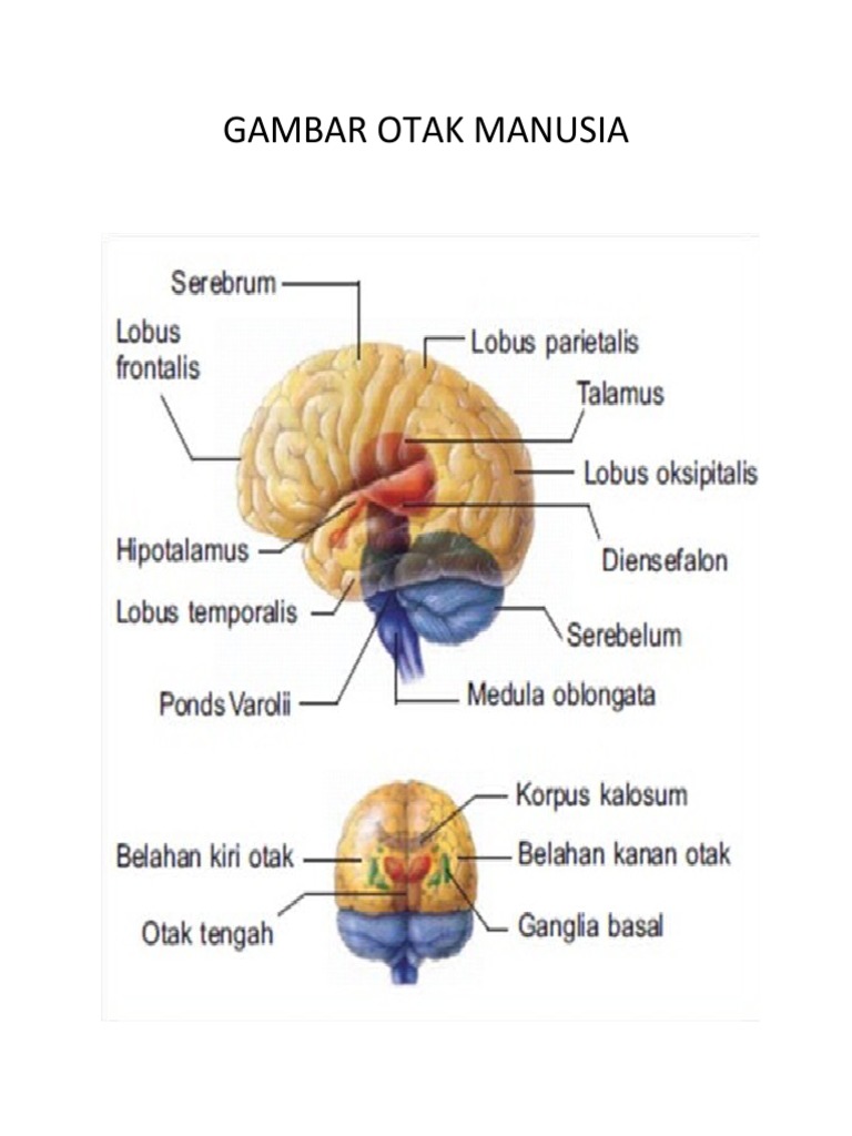Gambar Otak Manusia | PDF