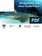 Jabado 2019 Wedgefishes and Giant Guitarfishes ID Guide WCS Watermarked Oldlogo