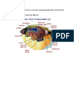 Liệt Kê Các Thành Phần Cấu Trúc Và Nêu Chức Năng Từng Thành Phần Của Một Tế Bào Động Vật