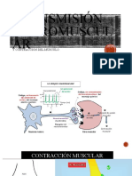 Transmisión Neuromuscular