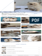 Anak Kucing Himalaya - Google Penelusuran