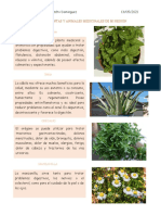 Act # 32 Plantas Y Animales Medicinales de Mi Región: Hierbabuena