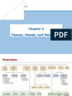 Chapter 4 Tissues Glands and Membranes