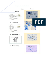 Práctica 1 MICOLOGÍA Observación de Estructuras de Hongos
