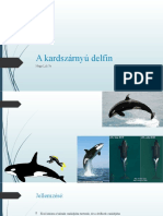 A Kardszárnyú Delfin