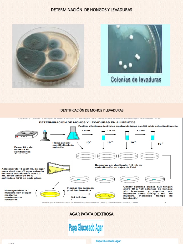 Identificaci n De Hongos Y Levaduras PDF