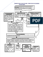 PDF 2007 03 02 Esquema 13 JV Sucesorio Intestado - Compress