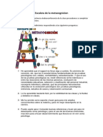 Escalera de la metacognicion tarea 1 de fundamento