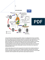 siklus hidup ascaris lumbricoides