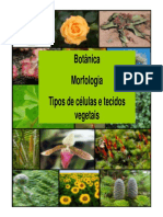 Morfologia Vegetal - 2010 - Profa Estela