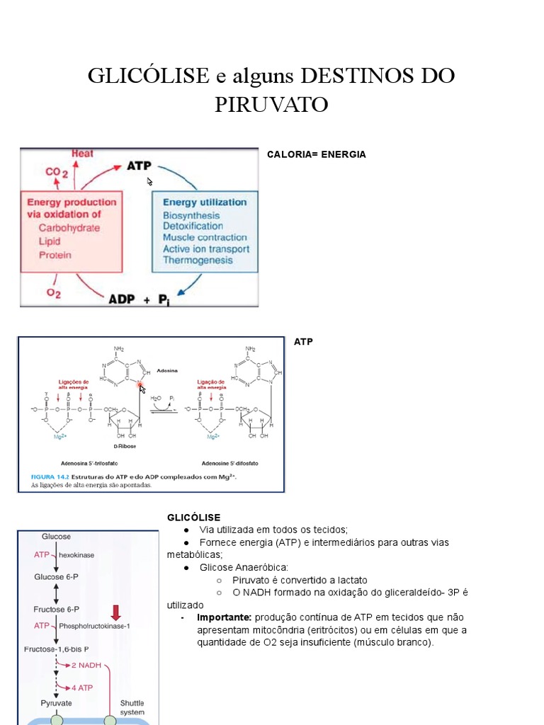 Glicólise: Destinos do Piruvato e ATP | PDF | Glicolise | Ácido pirúvico