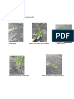 Laporan Jagung Mnggu Ke 1 Dan 2 Jan Priagus Sinaga 198210013-Dikonversi