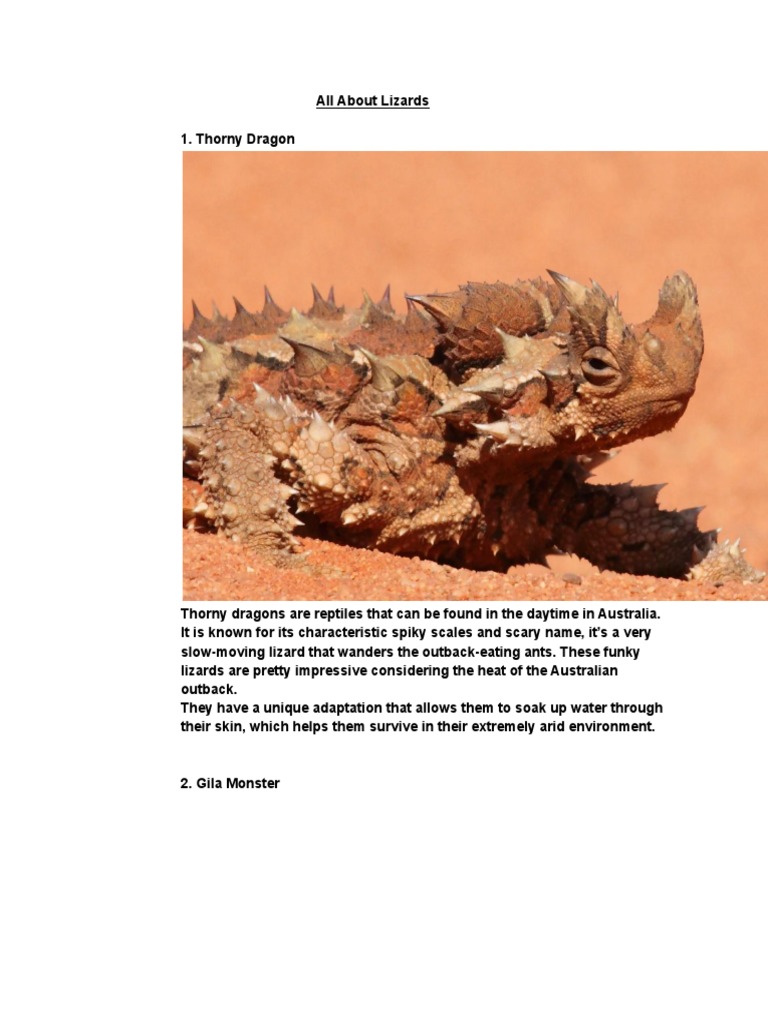 Lizard Species: Thorny Dragon, Gila Monster, Galapagos Iguana | PDF ...