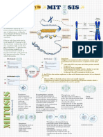 Infographic Mitosis 1