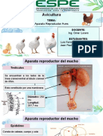 Aparato Reproductor Aves