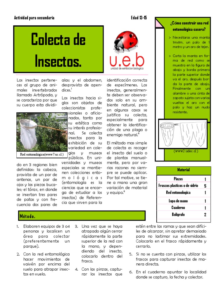 Act Colecta Insectos | PDF | Insectos | Zoología