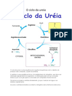 O Ciclo Da Ureia