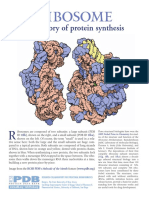Ribosome: The Factory of Protein Synthesis
