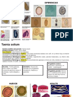 Diferencias morfológicas de parásitos intestinales