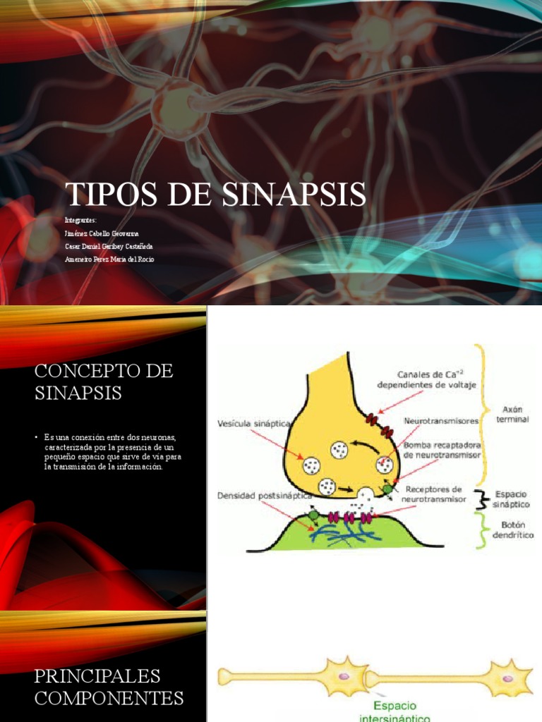 Tipos de Sinapsis | PDF | Sinapsis | Neurona