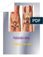 Organização Do Sistema Urinário
