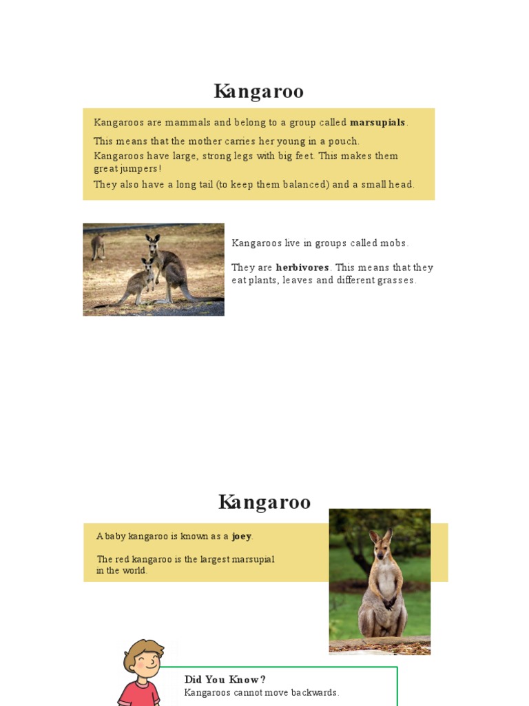 Marsupials | PDF | Mammals Of Australia | Marsupials