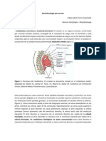 Morfofisiología Del Corazón