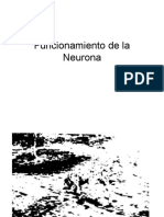 Funcionamiento de La Neurona