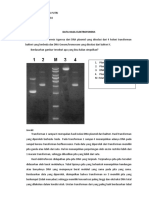 C1_182210101058_Rezalia Asia Putri_lap sementara_isolasi DNA plasmid dan genom & elektroforesis DNA