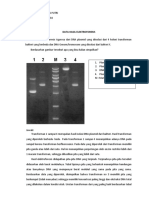 C1 - 182210101058 - Rezalia Asia Putri - Lap Sementara - Isolasi DNA Plasmid Dan Genom & Elektroforesis DNA