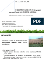 Artigo fogo andropogon (capim caninha)