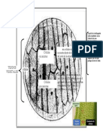 Observaciones Niveles de Organización de La Materia