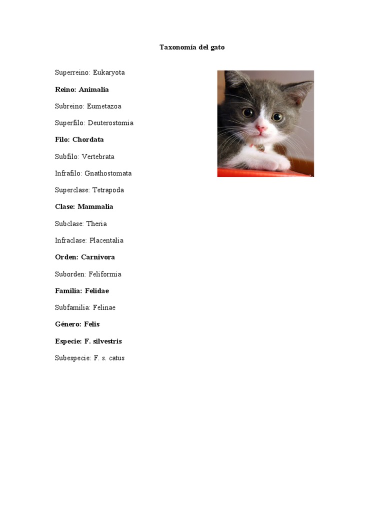 Taxonomía Del Gato PDF