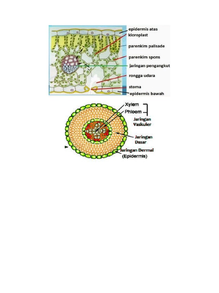 5 Jenis Jaringan Pada Tumbuhan Beserta Fungsinya | PDF