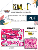 s10 - Sistema Renal - I