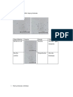 PEMERIKSAAN MIKROSKOPIS BAKTERI