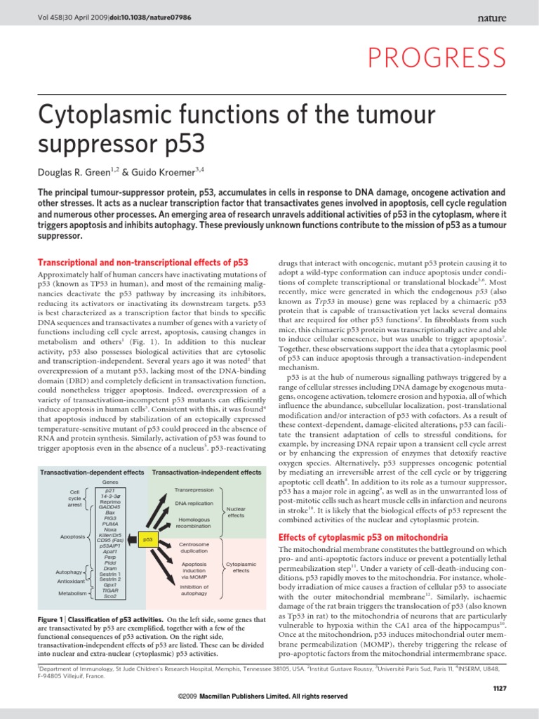 Cytoplasmic Functions of The Tumour Suppressor p53 | PDF