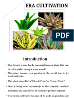 Aloe Vera Cultivation
