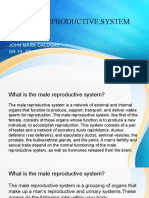 Male Reproductive System Explained