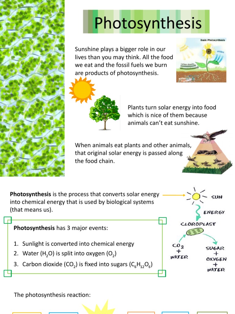 Photosynthesis: Process and Components | PDF | Photosynthesis | Chloroplast