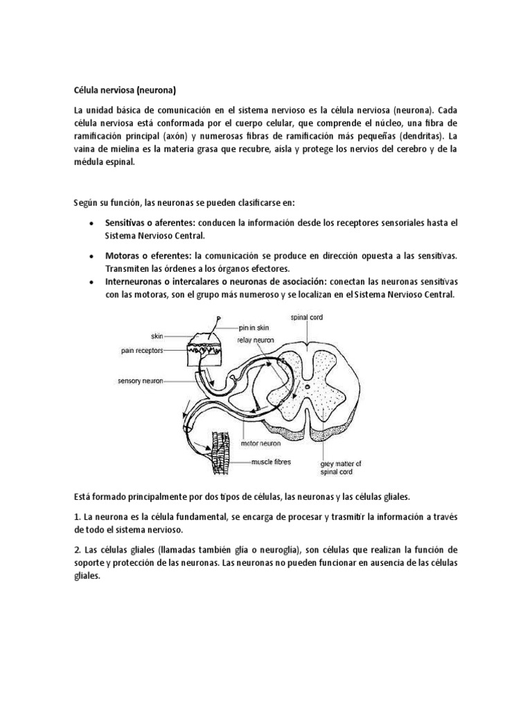 Estructura y funciones de las neuronas | PDF | Neurona | Sistema nervioso