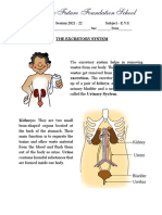 The Excretory System - How Our Body Removes Wastes