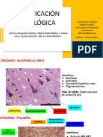 Identificación Histológica-Sn y Piel