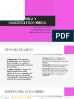 Córnea y Limboesclerocorneal Diapositivas 2
